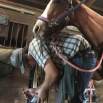 International Association of Professional Farriers